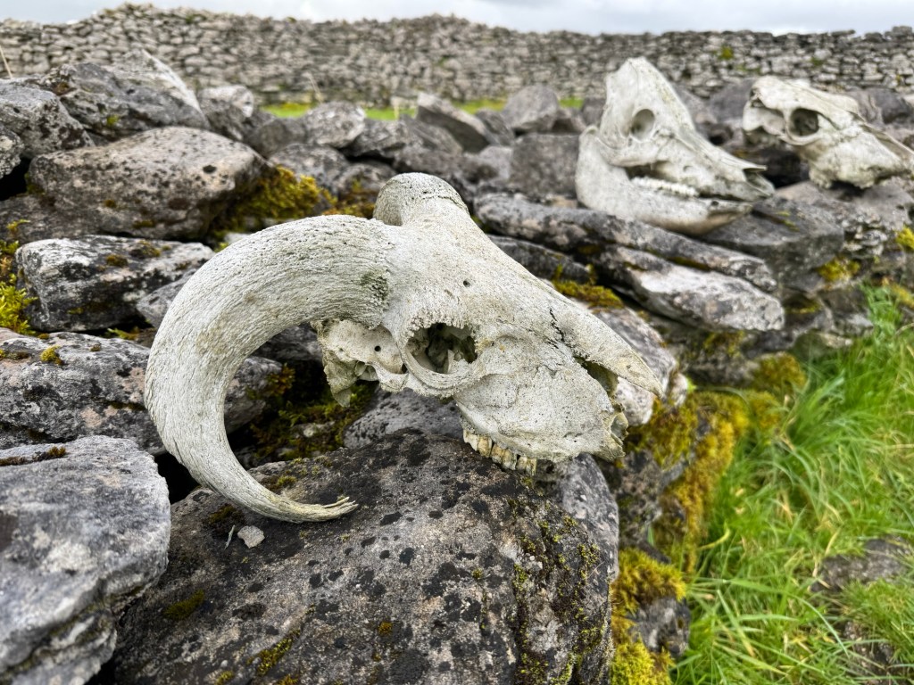 Ancient Ring Forts, sheep herding and our first entry into County Mayo